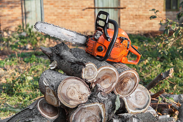 Best Tree Disease Treatment  in Dumas, AR